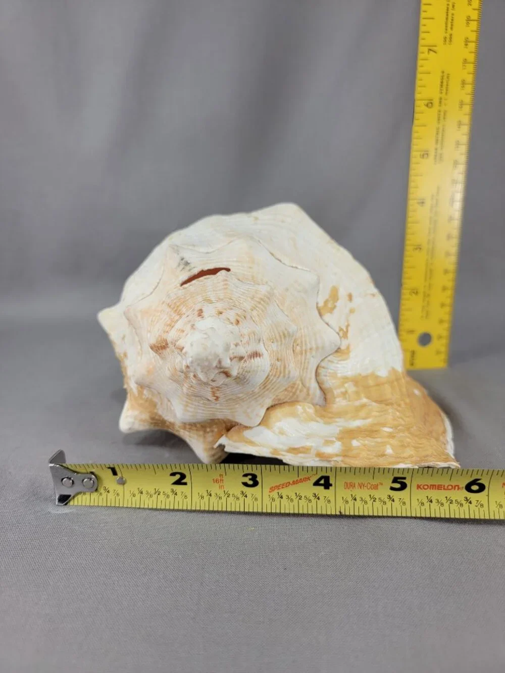 Vtg Natural Conch Shell Seashell Beach Nautical Home Decor Distressed Weathered